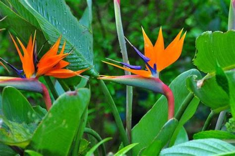 白花天堂鳥花語|天堂鳥的花語、寓意和傳說，一網打盡！